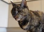 世界最年長の猫が30歳の誕生日を祝う