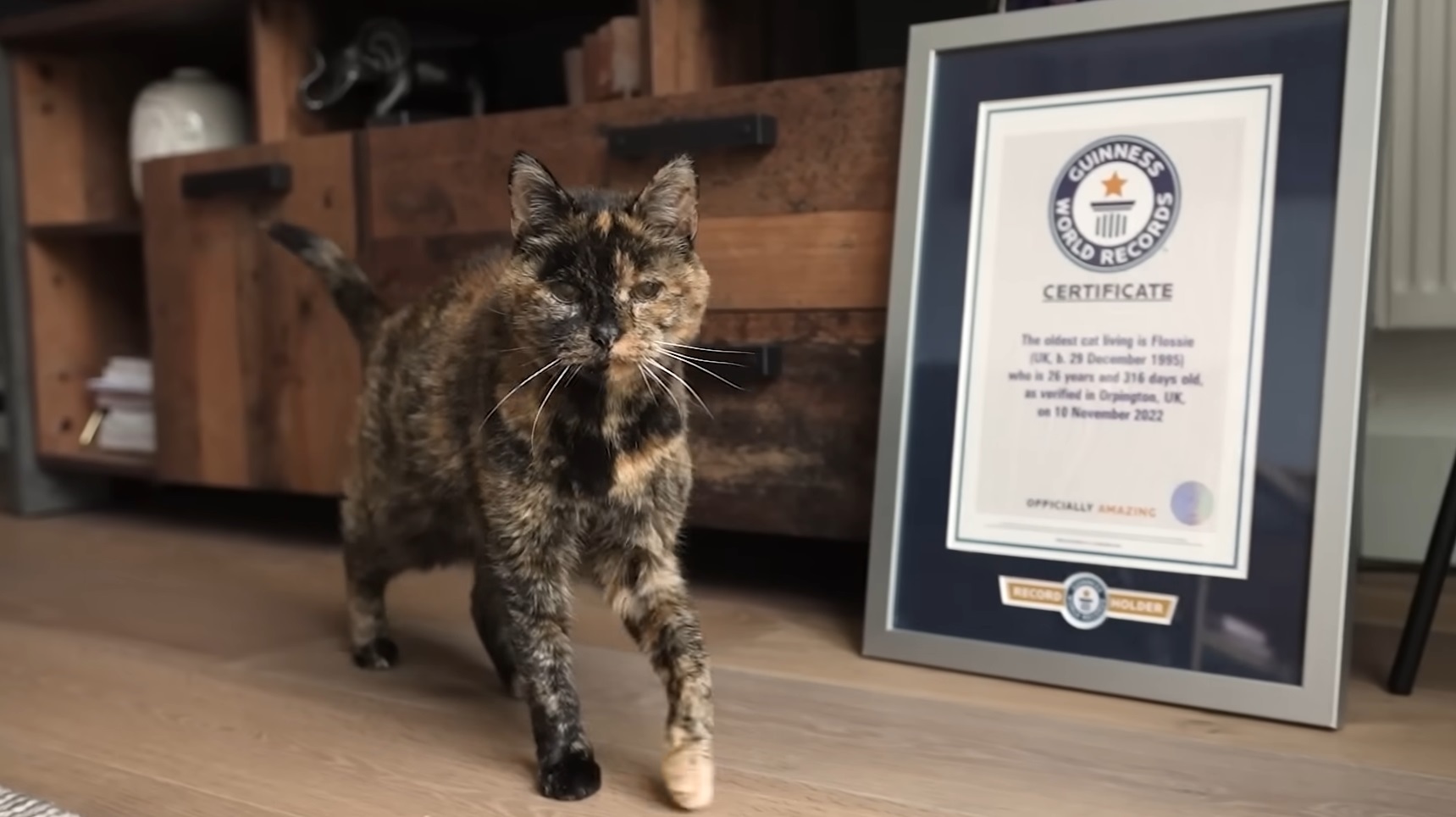 世界最年長の猫が30歳の誕生日を祝う - - Gamereactor