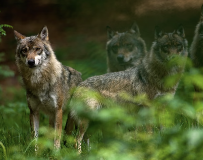 家畜襲撃の増加を受けてドイツがオオカミ狩りの合法化を進める