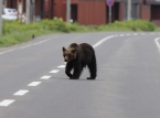 日本、クマの襲撃の致命的な波と戦うために軍隊を動員