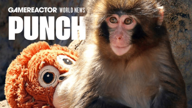 パンチ・ザ・モンキーとは誰ですか?ドナルド・トランプよりも有名になった若いマカク