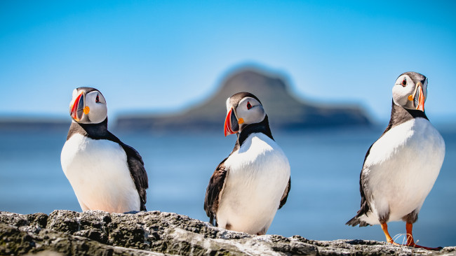将来の英国紙幣に登場するために、18種の動物、鳥類、昆虫が最終候補に選ばれました