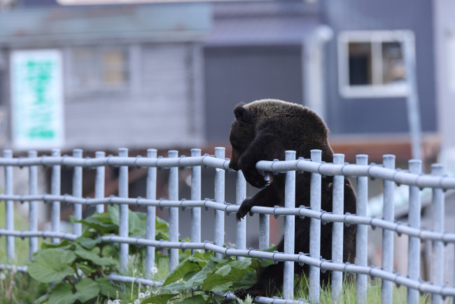 日本でクマが男性を攻撃しているところをCCTV映像で捉えました
