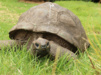 ギネス世界記録で最古の現存陸上動物として認められたリクガメジョナサン