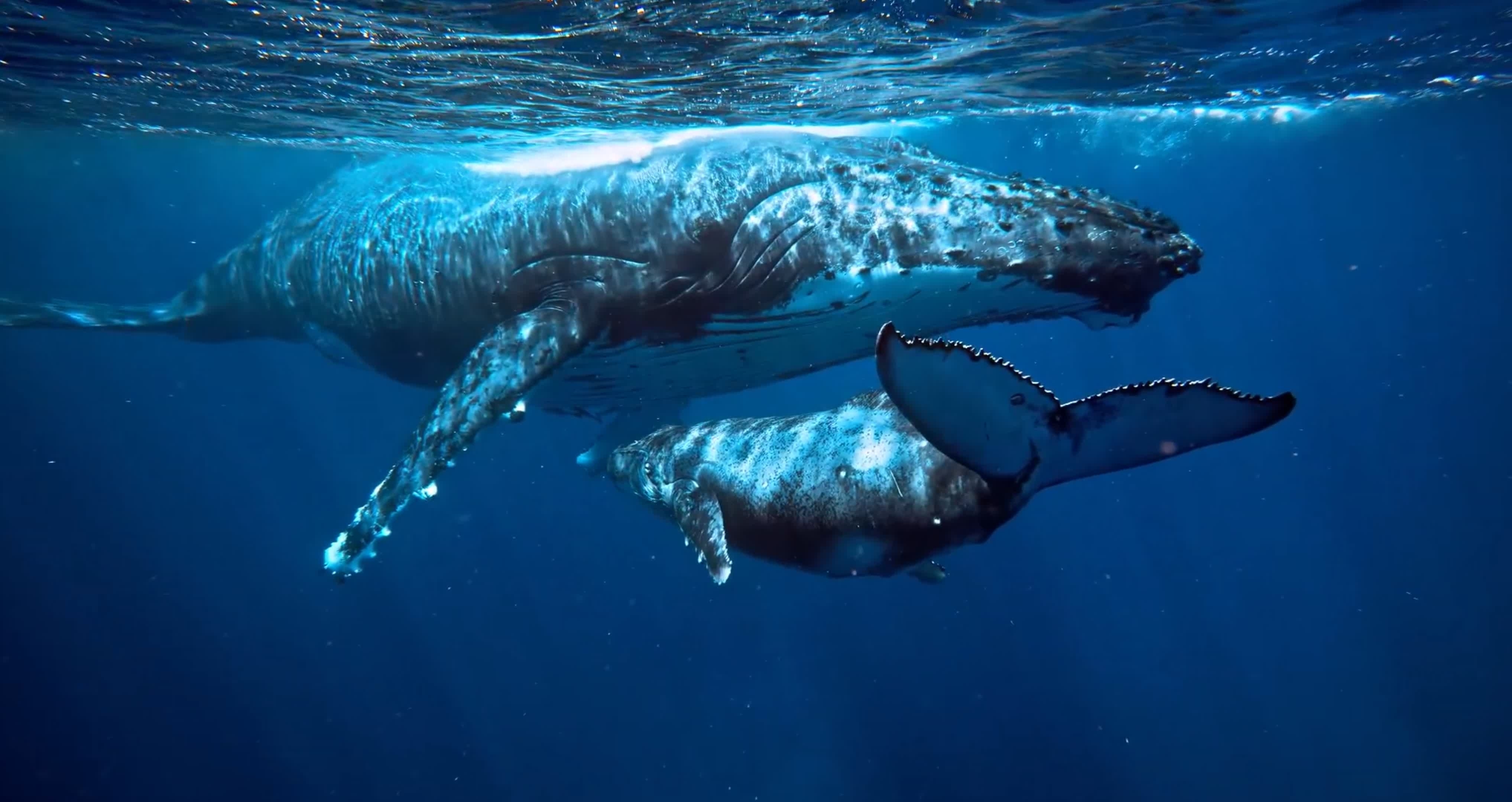 巨大なクジラの墓場が発見されており、その遺骸は数百万年前に遡ります