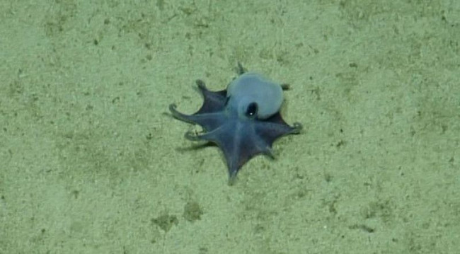 科学者たちはガラパゴスの深海で小さな青いタコを発見します
