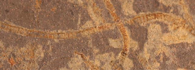 科学者たちは、これまで知られていたより10億年も古い光合成生命の痕跡を発見する