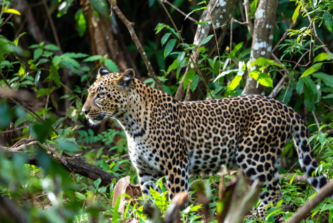 新たなデータによると、西アフリカで最も絶滅危惧種である捕食者の個体数が増加しています