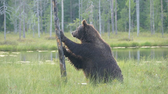 EU環境長官が、再野生化国境が侵略の抑止に役立つ可能性があると語る:「自然に投資する必要がある」