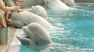 カナダの閉鎖公園で放置された30頭のベルーガクジラが、アメリカとスペインの動物園に送られます