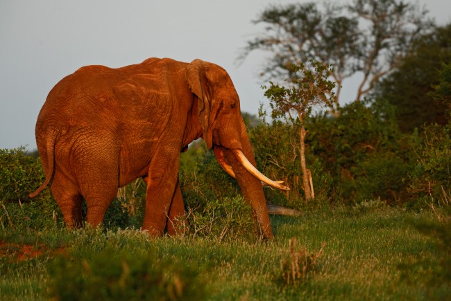 ナイジェリア、野生動物密売業者により厳しい罰金と懲役刑を科すへ