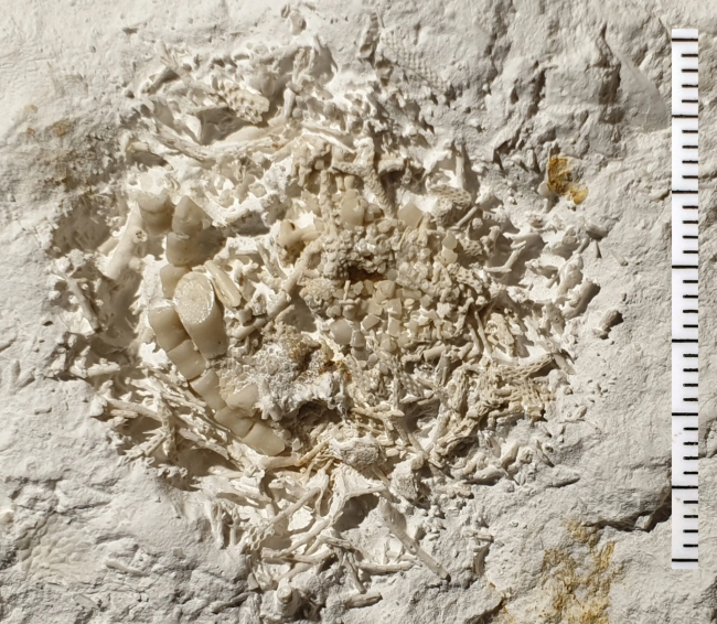 6600万年前の化石化した嘔吐物がデンマークで発表