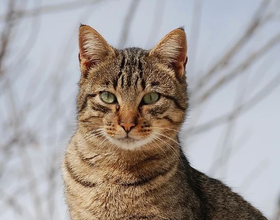 ベトナムで屠殺場から救われた何百匹もの猫たち