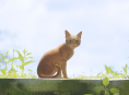 ESRB によって Xbox Stray ページが削除される