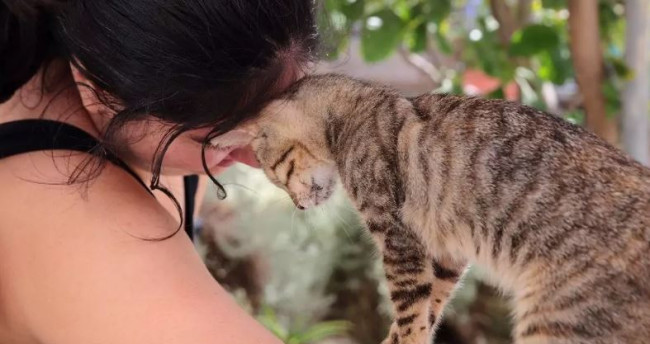 ギリシャ猫保護区ではボランティアに無料の宿泊と食事を提供しており、猫たちと抱きしめ合って過ごしてください
