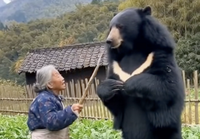 日本とクマはどうなっているのでしょうか?犬のように吠えるドローンからクマと戦うおばあちゃんまで