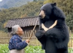 日本とクマはどうなっているのでしょうか?犬のように吠えるドローンからクマと戦うおばあちゃんまで