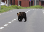 日本の宇都宮市は、街中で黒クマが目撃されたことを受けて、すべての授業を停止しました