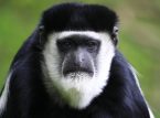 コンゴ民主共和国の森林の樹冠に隠れている新しいサルの種が発見されました